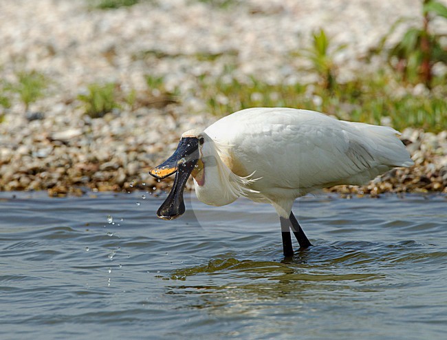 Foeragerende Lepelaar, Eurasian Spoonbill foraging stock-image by Agami/Roy de Haas,