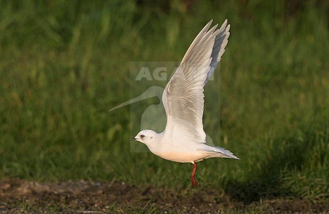 Adult winter Ross's Gull (Rhodostethia rosea) on Surfer's Beach in San Mateo county, California, United States. Taking off from a meadow. stock-image by Agami/Brian Sullivan,