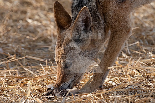 A black-backed jackal, Canis mesomelas, eating. Kalahari, Botswana stock-image by Agami/Sergio Pitamitz,