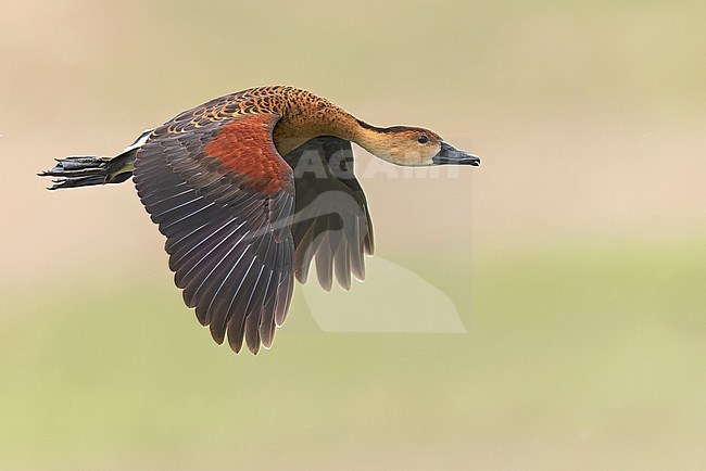 Wandering Whistling Duck (Dendrocygna arcuata) in a wetland in Papua New Guinea. stock-image by Agami/Glenn Bartley,