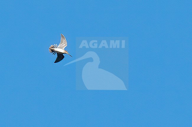 Display flight of a Wilson's Snipe (Gallinago delicata) against deep blue sky. The bird produces its winnowing song by airflow over outstretched outermost two rectrices either side of spread tail. stock-image by Agami/Kari Eischer,