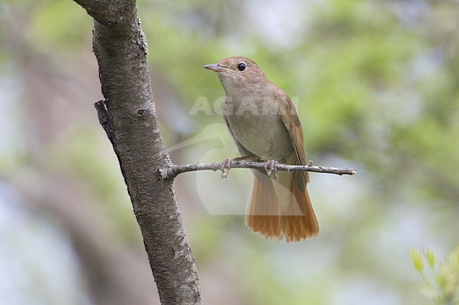 Common Nightingale perched on branch; Nachtegaal zittend op tak stock-image by Agami/Daniele Occhiato,