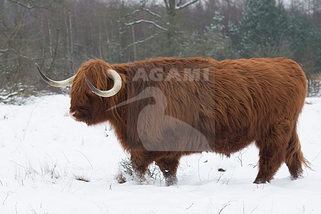 Schotse Hooglander in de sneeuw, Highland Cow in the snow stock-image by Agami/Han Bouwmeester,