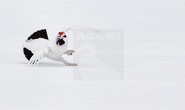 Moerassneeuwhoen in de sneeuw, Willow Ptarmigan in snow stock-image by Agami/Markus Varesvuo,