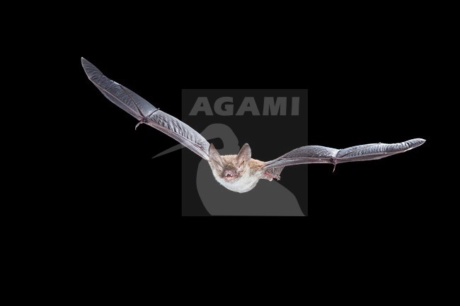 Bechsteins Vleermuis in de vlucht; Bechstein\'s Bat in flight stock-image by Agami/Theo Douma,
