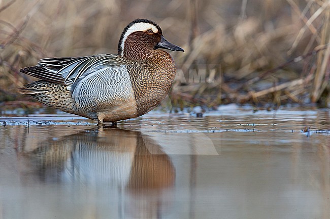 Garganey, Campania, Italy (Anas querquedula) stock-image by Agami/Saverio Gatto,
