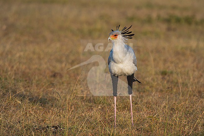 A secretary bird, Sagittarius serpentarius, searching for prey in the grassland. Masai Mara National Reserve, Kenya, Africa. stock-image by Agami/Sergio Pitamitz,