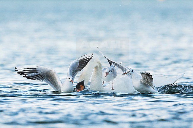 Common Black-headed Gull (Croicocephalus ridibundus) fighting for food with a Mute Swan, Germany stock-image by Agami/Ralph Martin,