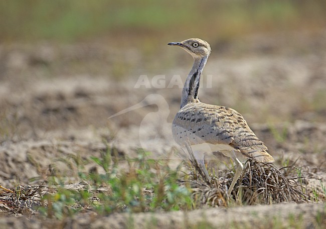 Volwassen Oostelijke Kraagtrap; Adult Macqueen\'s Bustard stock-image by Agami/Markus Varesvuo,