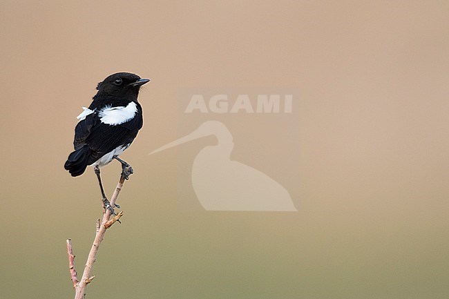 Pied Stonechat (Saxicola caprea ssp. rossorum) Tajikistan, adult male perched on a branch and clear background stock-image by Agami/Ralph Martin,