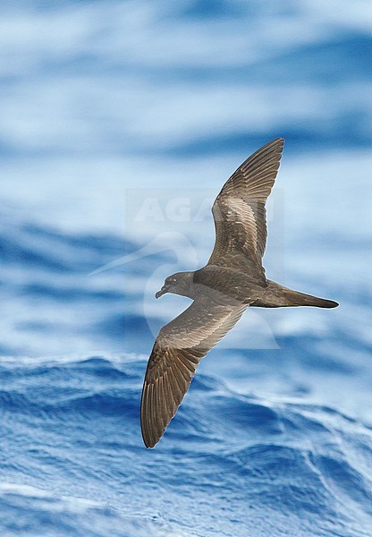 Bulwer's Petrel (Bulweria Bulveria) Madeira Portugal August 2012 stock-image by Agami/Markus Varesvuo,