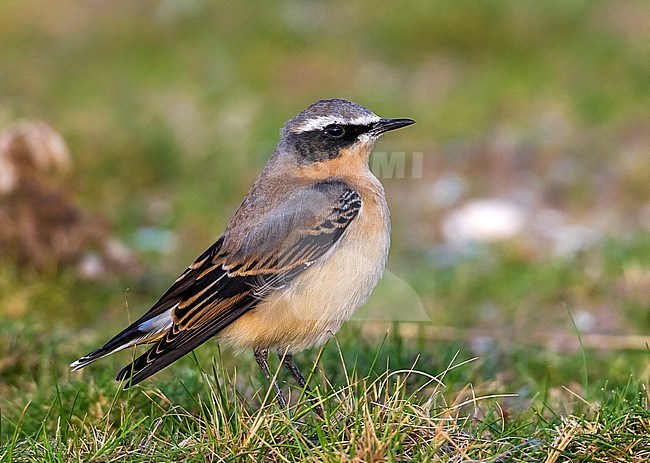 Moulting male Greenland Wheatear sitting on grass in Zeebrugge, Belgium. September 04, 2010. stock-image by Agami/Vincent Legrand,
