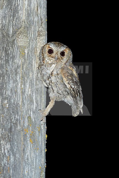 Flammulated Owl, Psiloscops flammeolus, in the United States. stock-image by Agami/Brian E Small,