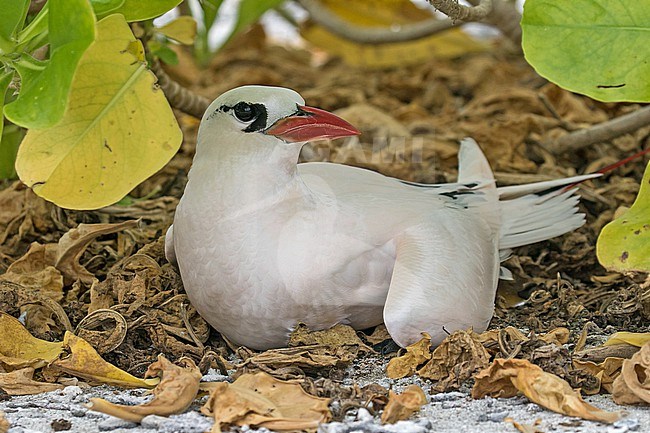 Adult Red-tailed Tropicbird (Phaethon rubricauda) Photographed during a Pitcairn Henderson and The Tuamotus expedition cruise. stock-image by Agami/Pete Morris,