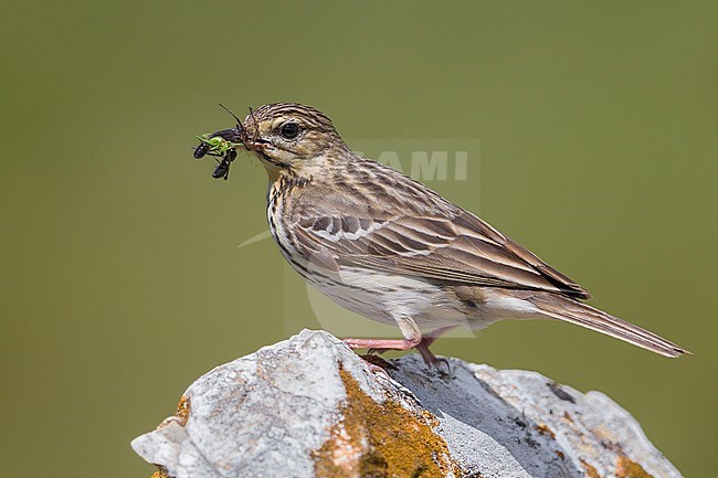 Tree Pipit (Anthus trivialis) with food stock-image by Agami/Daniele Occhiato,