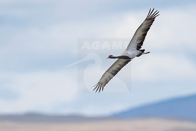 Demoiselle Crane - Jungfernkranich - Anthropoides virgo, Russia (Baikal), adult in flight stock-image by Agami/Ralph Martin,