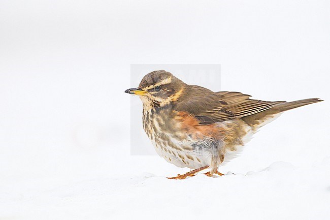 Redwing, Turdus iliacus sitting in the snow seen from the side  stock-image by Agami/Menno van Duijn,