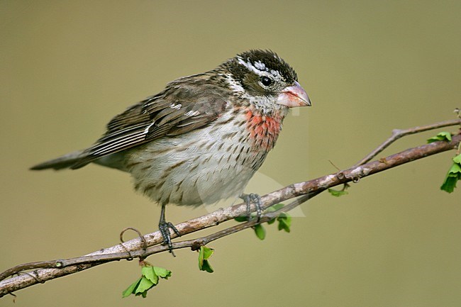 Roodborstkardinaal, Rose-breasted Grosbeak stock-image by Agami/Brian E Small,