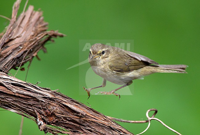 Fitis landend op tak, Willow Warbler landing on a branch stock-image by Agami/Roy de Haas,