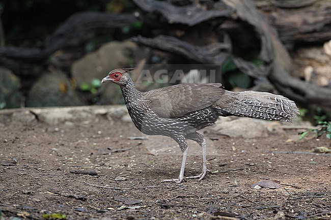 Kalij Pheasant (Lophura leucomelanos lineata) female at Kaeng Krachan National Park, Thailand stock-image by Agami/Helge Sorensen,