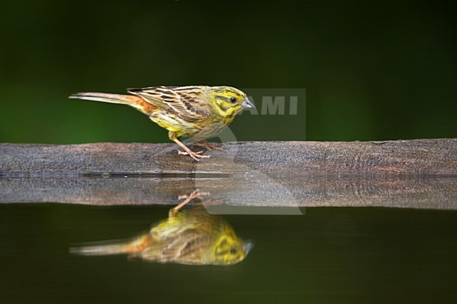 Geelgors bij drinkplaats; Yellowhammer at drinking site stock-image by Agami/Marc Guyt,