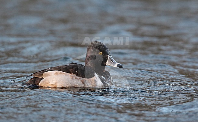 Male Ring-necked Duck wintering at Furesøen, Denmark. A rare vagrant from North America to Europe. stock-image by Agami/Helge Sorensen,