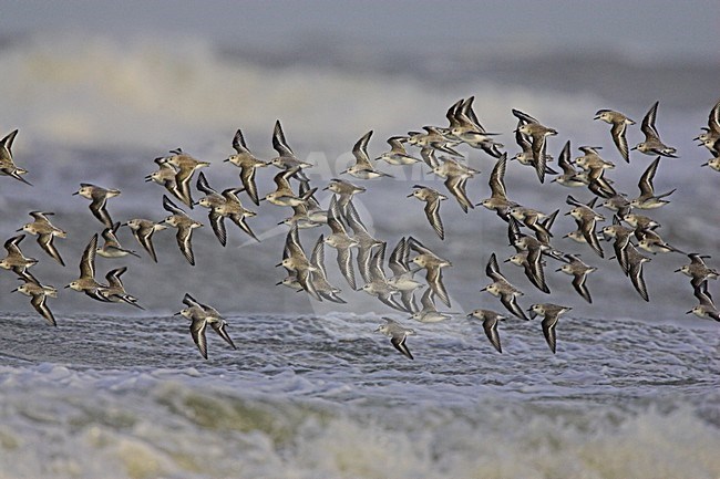 Drieteenstrandlopers in vlucht; Sanderlings in flight stock-image by Agami/Menno van Duijn,