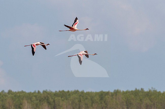 Lesser Flamingo (Phoeniconaias minor) in Betsiboka delta, northern Madagascar. stock-image by Agami/Marc Guyt,