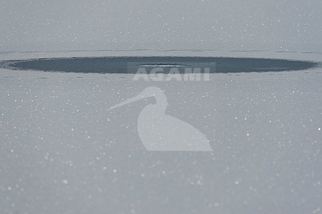 Wak in besneeuwde ijsvlakte, Hole in snow covered icefield stock-image by Agami/Rob de Jong,