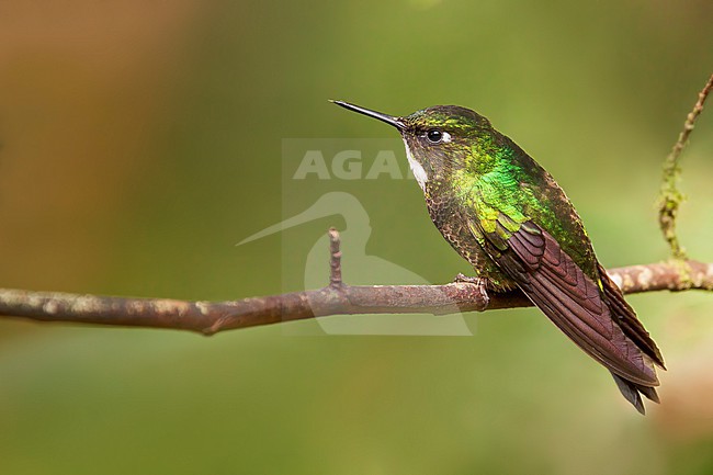 Tourmaline Sunangel (Heliangelus exortis) Perched on a branch in Ecuador stock-image by Agami/Dubi Shapiro,