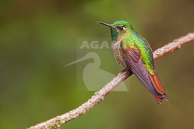 Tyrian Metaltail (Metallura tyrianthina) Perched on a branch in Ecuador stock-image by Agami/Dubi Shapiro,