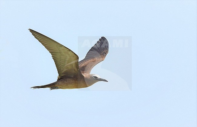 The brown noddy or common noddy (Anous stolidus) is a tropical species, related to the terns. stock-image by Agami/Eduard Sangster,