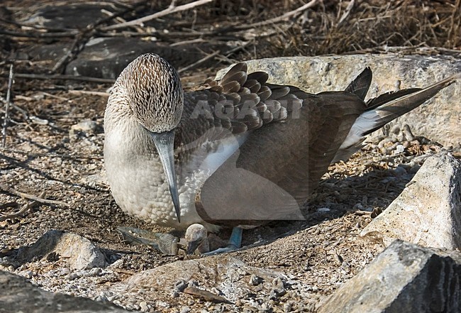 Blauwvoet gent met eieren, Sula nebouxii, Blue-footed booby with eggs stock-image by Agami/Rob Riemer,