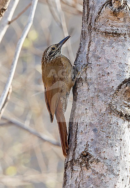 Planalto Woodcreeper, Dendrocolaptes platyrostris intermedius, perched on side of a tree in Peruaçu National Park, Minas Gerais, Brazil stock-image by Agami/Andy & Gill Swash ,