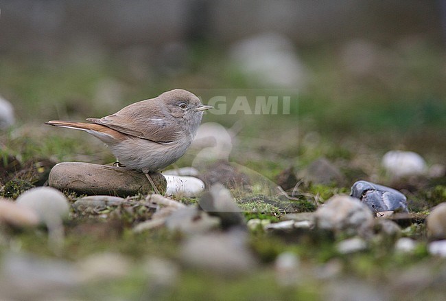 Rare vagrant Asian Desert Warbler (Sylvia nana) foraging on the ground on Terschelling, Netherlands stock-image by Agami/Arie Ouwerkerk,