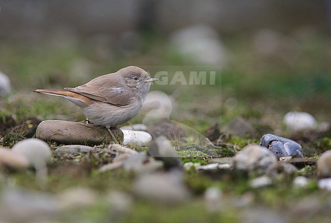 Rare vagrant Asian Desert Warbler (Sylvia nana) foraging on the ground on Terschelling, Netherlands stock-image by Agami/Arie Ouwerkerk,