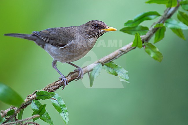 Creamy-bellied Thrush (Turdus amaurochalinus) Perched on a branch in Brazil stock-image by Agami/Dubi Shapiro,