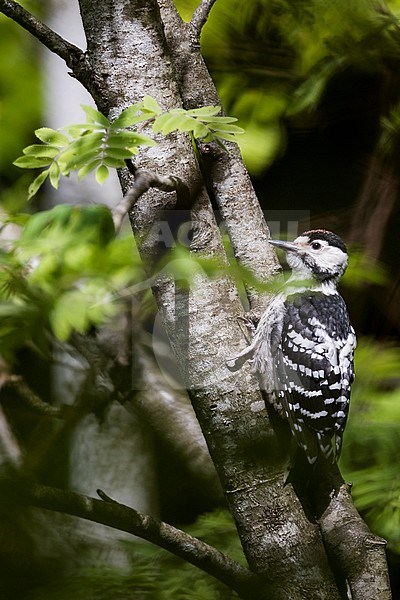 Juvenile White-backed Woodpecker (Dendrocopos leucotos leucotos), Austria (Vorarlberg). Fledgling, presumed male. stock-image by Agami/Ralph Martin,