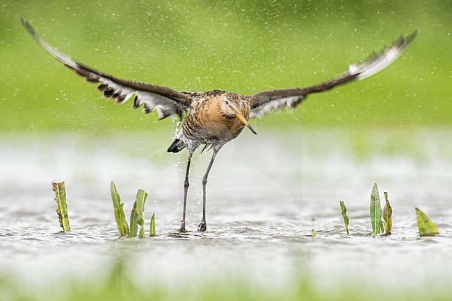 Grutto's op Marken, Black-tailed Godwits on Marken stock-image by Agami/Rob Riemer,