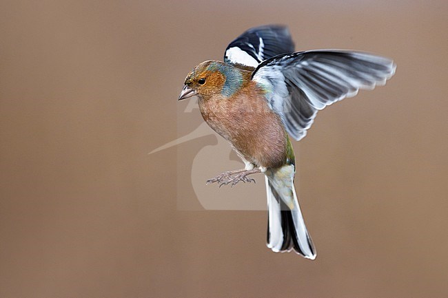 Wintering Common Chaffinch (Fringilla coelebs) in Italy. Male in flight. stock-image by Agami/Daniele Occhiato,