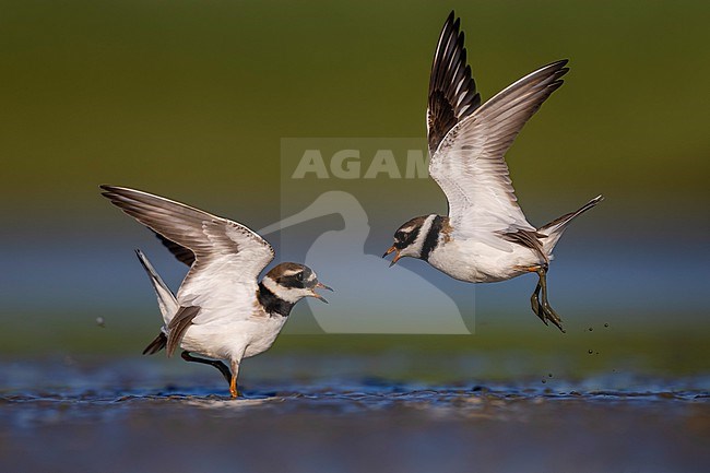 Common Ringed Plover (Charadrius hiaticula) in Italy. Two fighting plovers. stock-image by Agami/Daniele Occhiato,