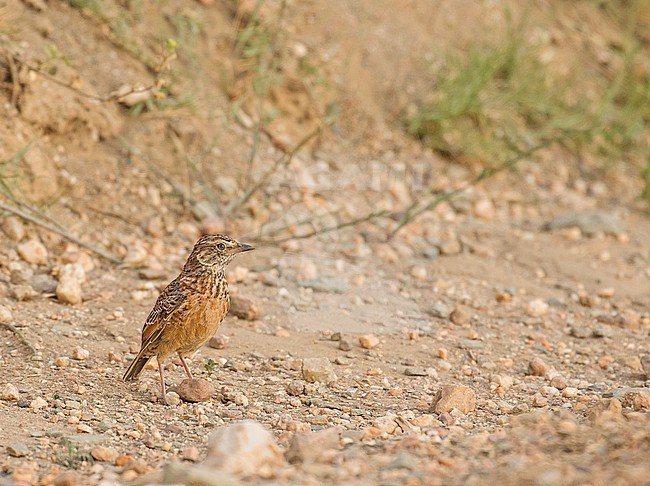 Cape Clapper Lark (Mirafra apiata) in South Africa. Agulhas subspecies. stock-image by Agami/Pete Morris,