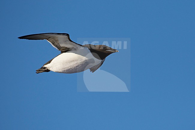 Kortbekzeekoet in vlucht, Thick-billed Murre in flight stock-image by Agami/Markus Varesvuo,