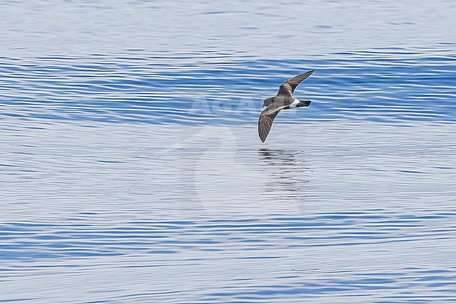 Grant's Band-rumped Storm-Petrel (Hydrobates castro) aka Band-rumped Storm-Petrel (Oceanodroma castro) flying off Graciosa, Azores, Portugal. stock-image by Agami/Vincent Legrand,