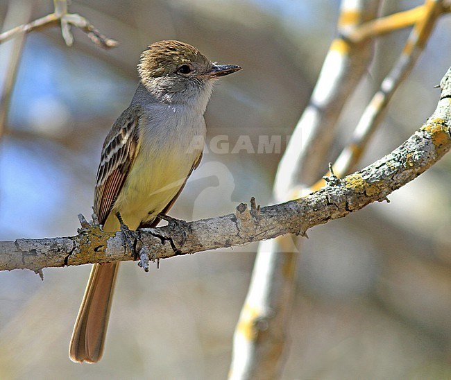 Nutting's Flycatcher (Myiarchus nuttingi) in Mexico. stock-image by Agami/Pete Morris,