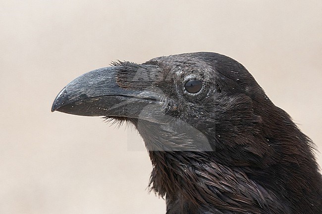 Portrait of a Northern Raven (Corvus corax), tingitanus subspecies, on a sandy background in Fuerteventura, Canary islands. stock-image by Agami/Sylvain Reyt,