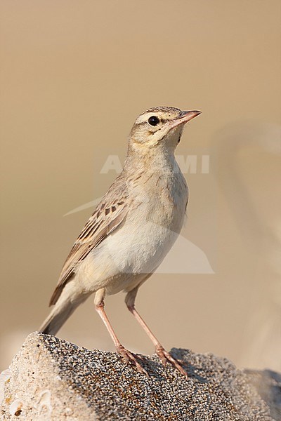 Tawny Pipit, Duinpieper, Anthus campestris ssp. campestris, Croatia, adult stock-image by Agami/Ralph Martin,