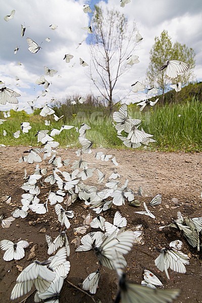 Large numbers of Black-veined White (Aporia crataegi) on a local dirt road in Kazakhstan, stock-image by Agami/Ralph Martin,