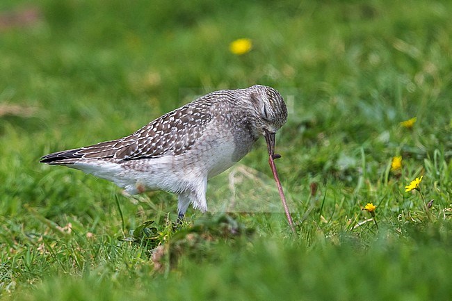 Amerikaanse goudplevier met worm, American Golden Plover with worm stock-image by Agami/Daniele Occhiato,