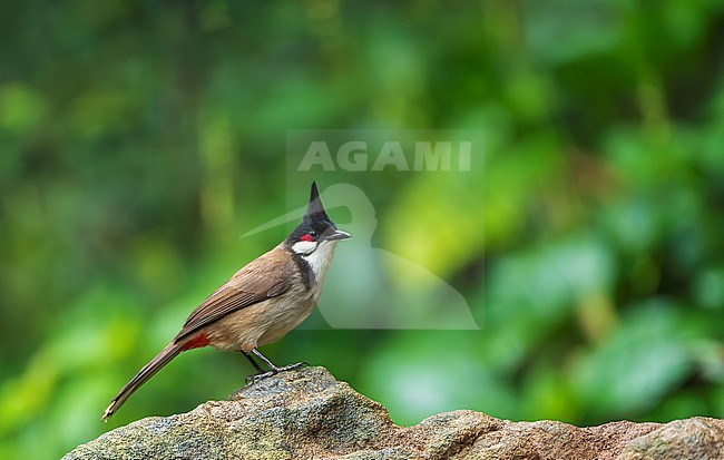 Red-whiskered Bulbul (Pycnonotus jocosus) in Southern China. stock-image by Agami/Marc Guyt,